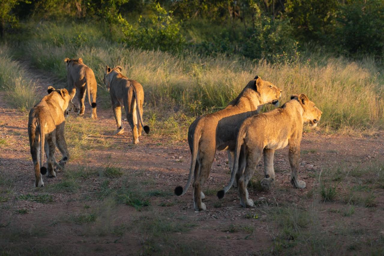 Milima Big 5 Safari Lodge Hoedspruit Exterior photo